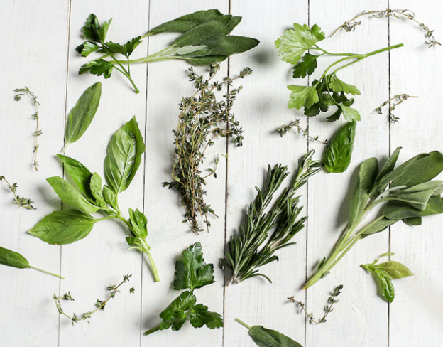 Green herbs are freshly picked from their trees.  