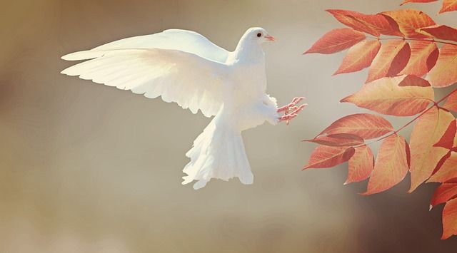 Feathers or doves are considered symbols of angelic masses however they can be any bird under culture or country. 